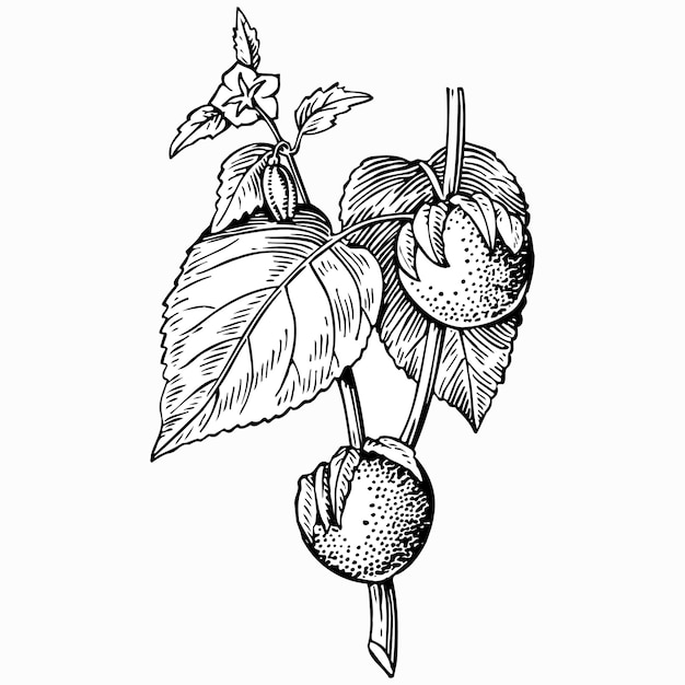 Vector physalis