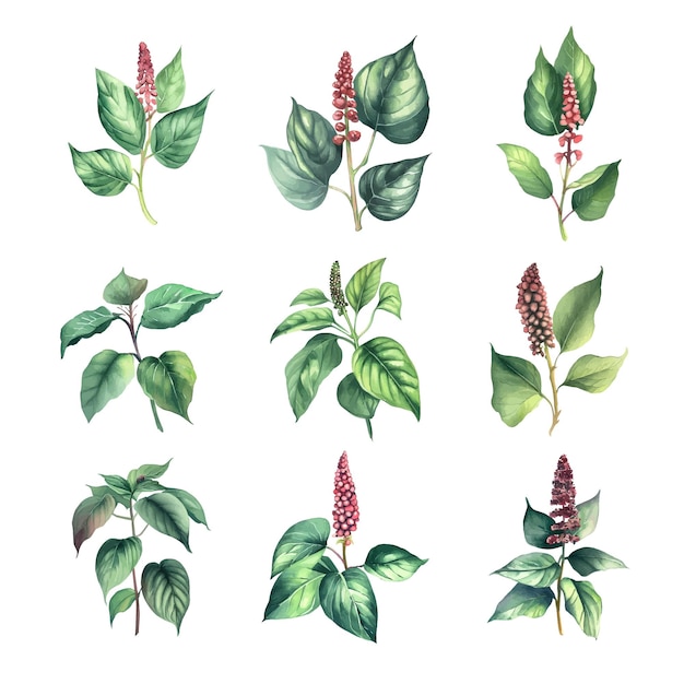 Vector phytolacca americanaset of watercolor green leaves and red flowers vector illustration