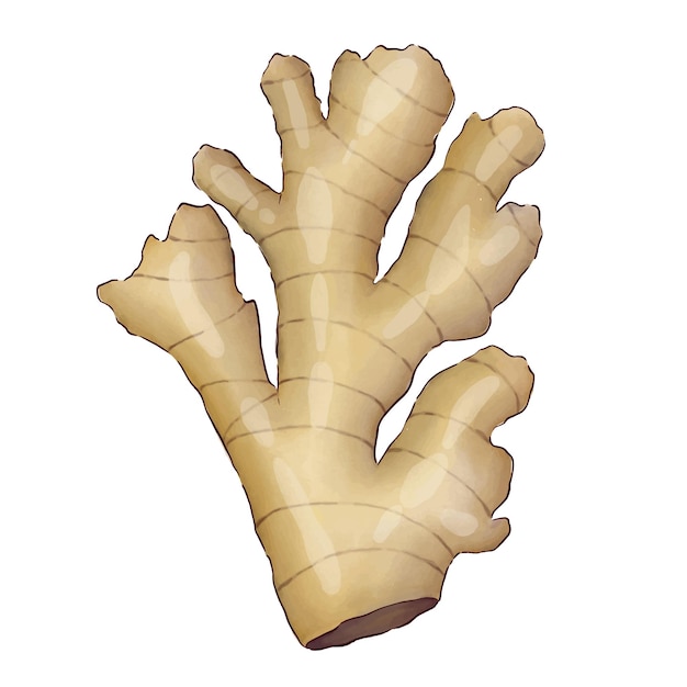 A picture of ginger root with the word ginger on it