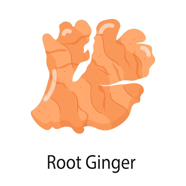 Vector a picture of a ginger root with the word root on it