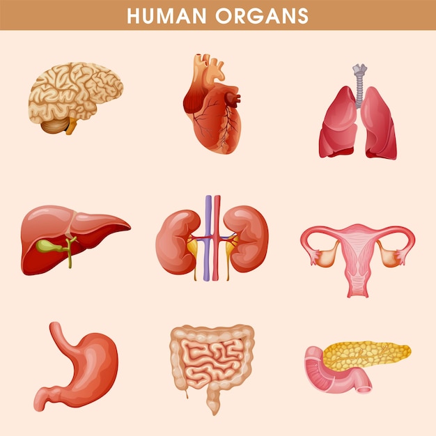 Vector a picture of a human organ with the words human organs.