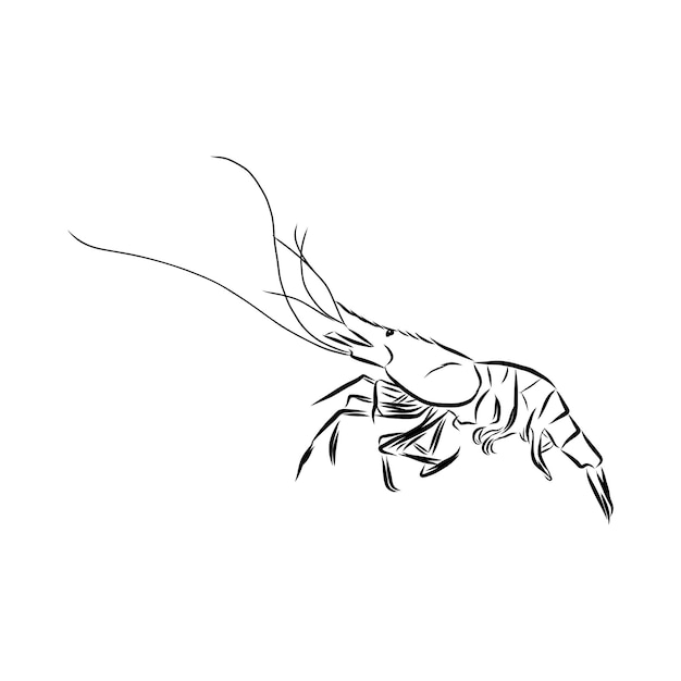 Picture of live shrimp. Hand-drawn, drawing, line sketch.