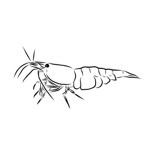 Picture of live shrimp. Hand-drawn, drawing, line sketch.