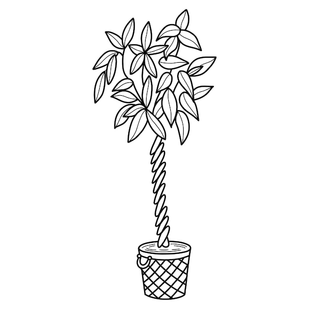 Immagine della pianta in vaso