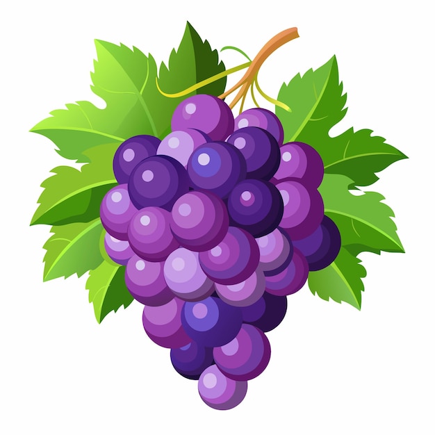 Vector a picture of a purple grapes with green leaves