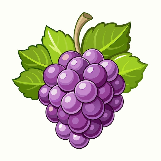 Vector a picture of a purple grapes with green leaves