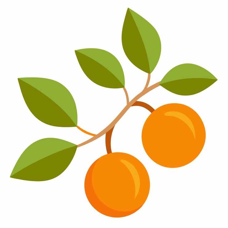 Vector a picture of two oranges and one with green leaves