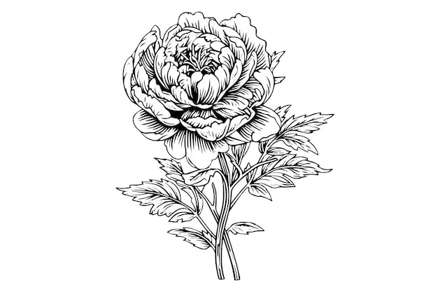 Piëonie bloem en bladeren tekening Vector handgetekende gegraveerde inkt illustratie