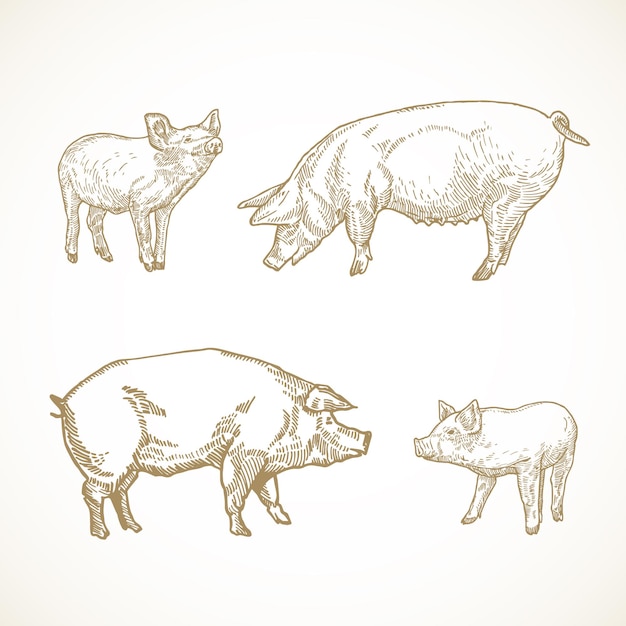 Vector pig, hog and piggies hand drawn illustrations set. domestic animals sketch bundle.