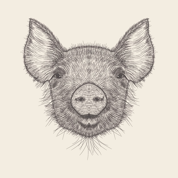 Pig Illustration, hand drawn design.