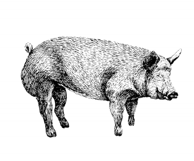 Pig sketch in vintage style