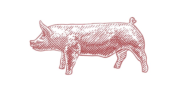 Vettore illustrazione vettoriale di maiale illustrazione disegnata a mano