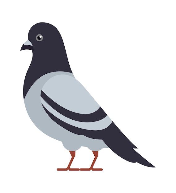 Pigeon bird icon vector illustration