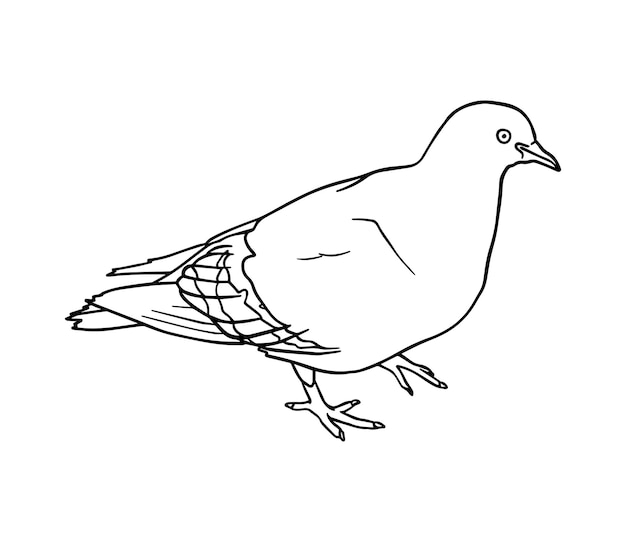 Pigeon bird with grayish blue or white plumage and large crop doodle linear cartoon coloring