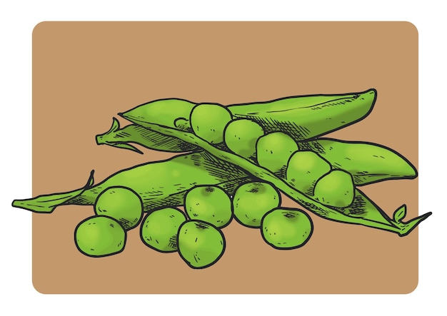 Pigeon Pea_Illustration
