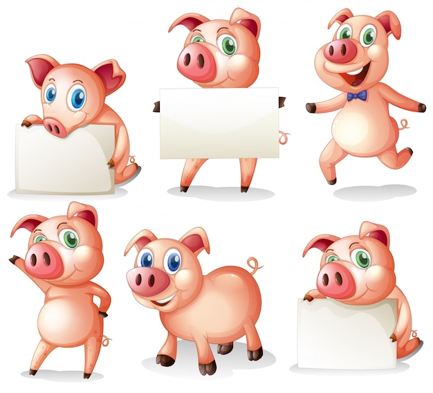 Vector pigs holding blank boards illustration