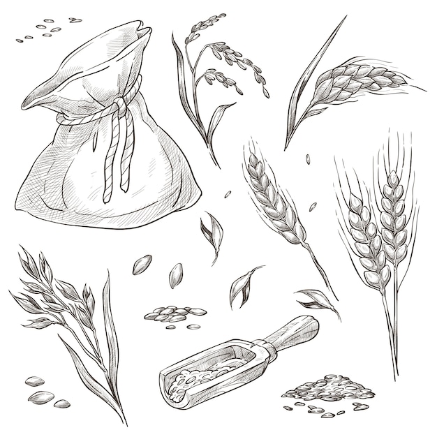 pikelets of wheat or barley, crops in bag