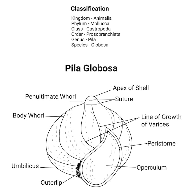 Vector pila globosa outline design vector