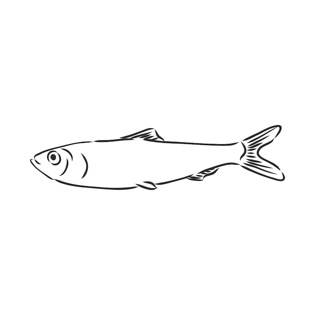 Pilchard ink sketch of sardine small herring hand drawn vector illustration of fish