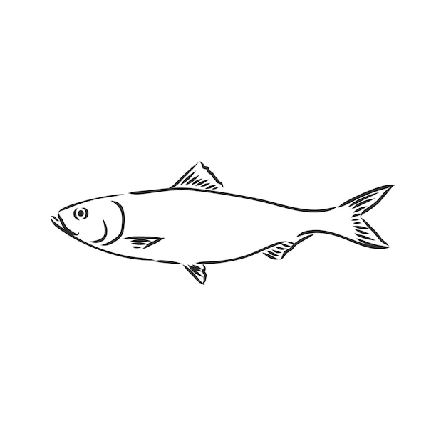 Pilchard ink sketch of sardine small herring hand drawn vector illustration of fish