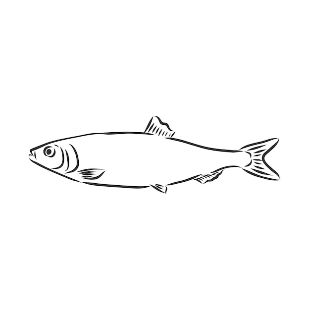 Pilchard ink sketch of sardine small herring hand drawn vector illustration of fish