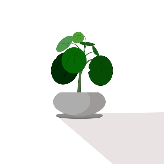 Pilea peperomioides 냄비에 중국 돈 식물 장식 원형 녹색 잎 식물 성장