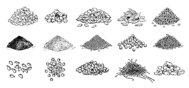 Piles of spices. black pepper, sesame seeds, poppy seeds, caraway seeds, saffron, marjoram, cumin, cardamom. spices set. natural seasoning and cooking ingredient. vector sketch on white background