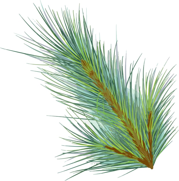 Pine branch digital watercolor style illustration isolated on white background Cedar tree conifer
