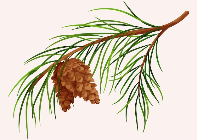 Vector pine branch with cones