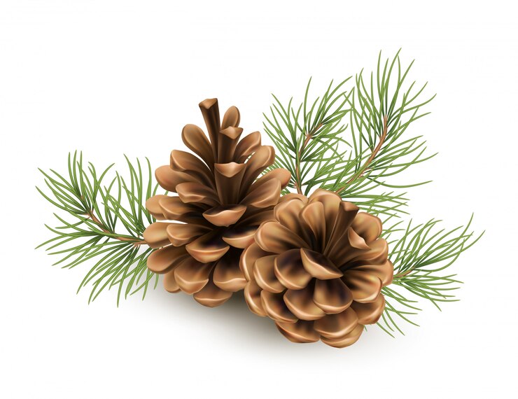 Vector pine cone with a branch of spruce needles isolated on a white background. realistic