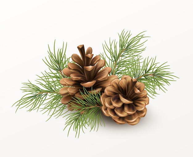 Vector pine cone with a branch of spruce needles isolated on a white background.