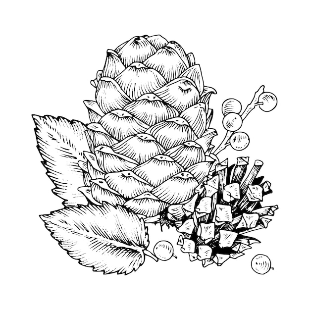 Pine cone with winter berry vector illustration of pinecone and leaf hand drawn graphic clip art on isolated background outline sketch of christmas plant black contour line art