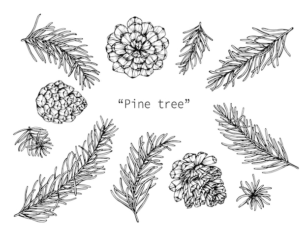 Vector pine cones drawing illustration by hand drawn line art.