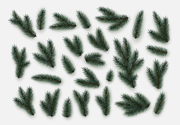 벡터 소나무 가지. 느티나무 가지 현실적인. 크리스마스 트리  ⁇  배경에 고립 된. 장식 디자인 요소. 장식 자연 물체. xmas 장식.  ⁇ 터 일러스트레이션