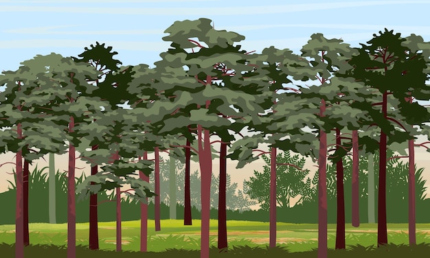 Vector pine forest. tall trees, bushes, grass. nature of america and europe.