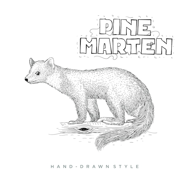 Pine marten hand drawn animal illustration