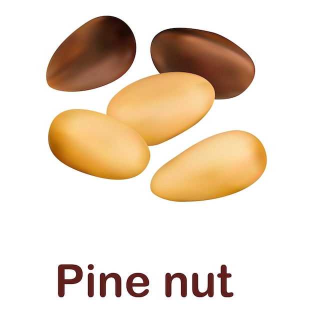 Pine nut icon Realistic illustration of pine nut vector icon for web design isolated on white background
