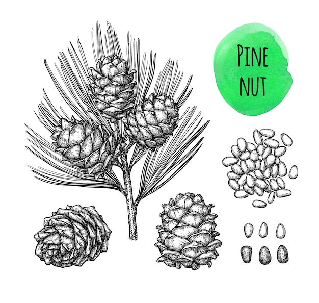 Pine nut set. Vintage style ink sketches.