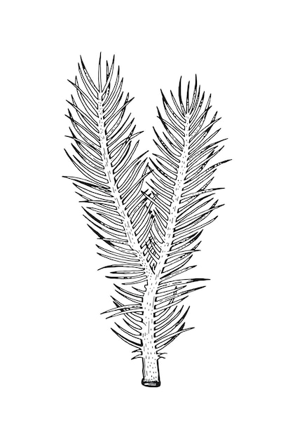 Vector pine spruce branch needle tree christmas vector silhouette evergreen hand drawn engraved sketch holiday winter illustration fir plant icon forest art black element christmas pine spruce branch