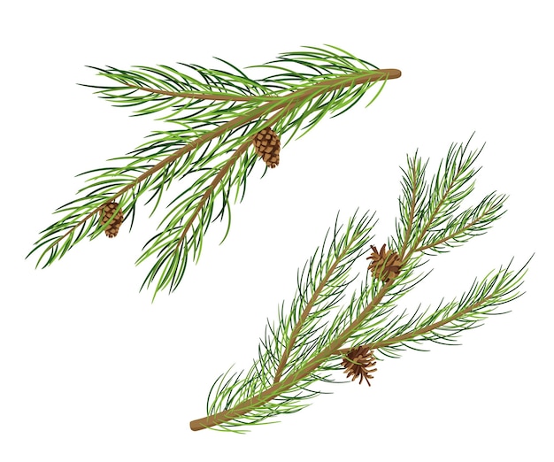 Pine Tree Branches with Fir Cones Vector Cartoon Set isolated on white