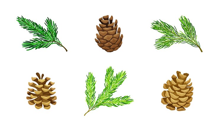 Vector pine tree evergreen branches and cones vector set