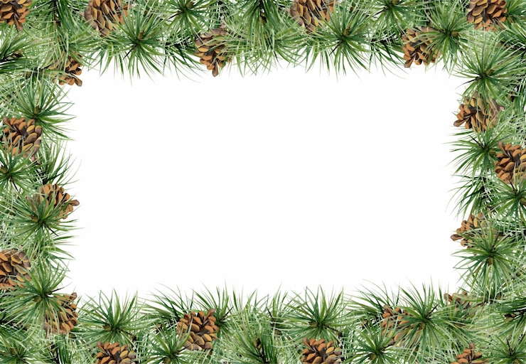 Vector pine tree fir tree spruce branches with needles cones watercolor hand drawn illustration border