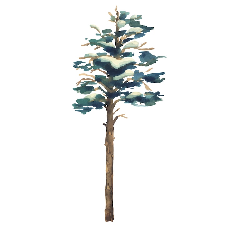 Vector pine tree tall with green crown and snow on branches for winter landscape watercolor illustration