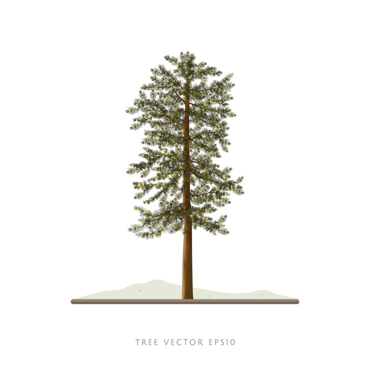 Vector pine tree vector illustration isolated on white background