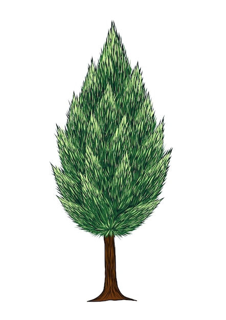 Pine tree vector on white background