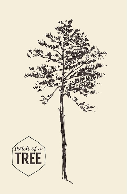 Vector pine tree vintage illustration, engraved style, hand drawn, sketch