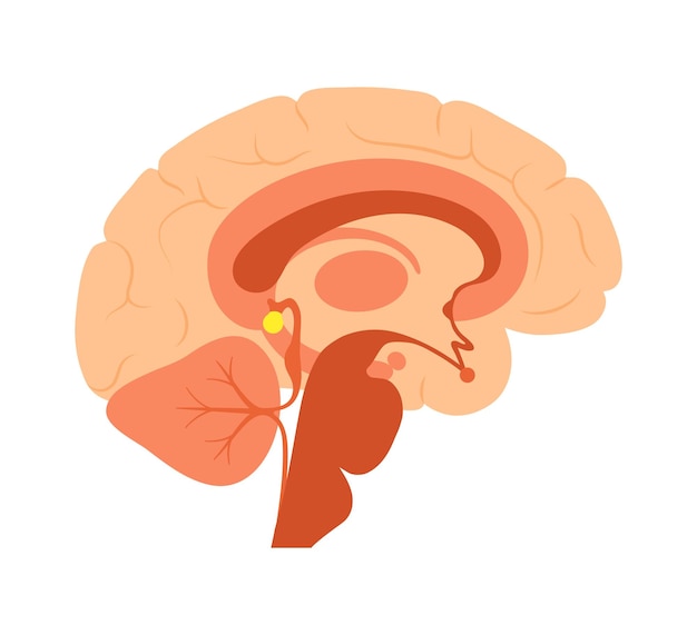 Vector pineal gland anatomy