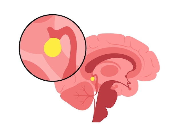 Vector pineal gland anatomy