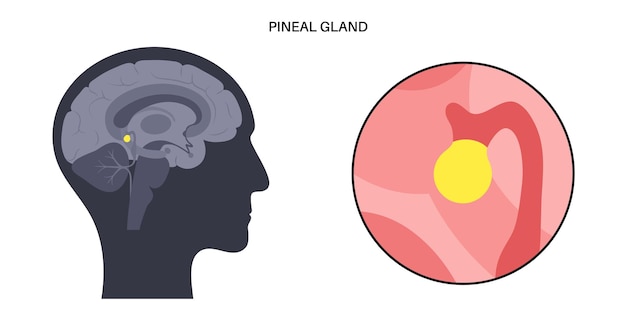 Vector pineal gland anatomy