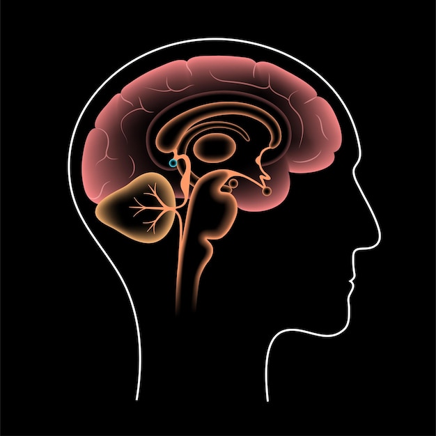 Vector pineal gland anatomy